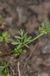 Butler's sandparsley